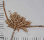 Low flatsedge